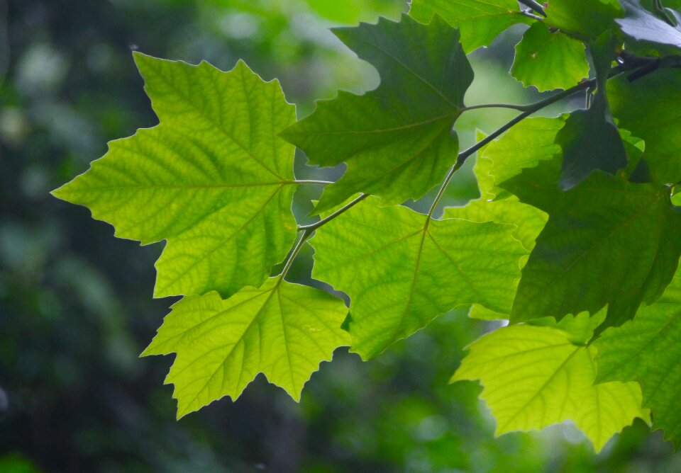 Kaede aceraceae acer spp