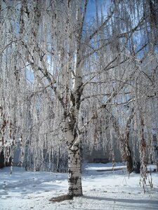 Nature tree icy photo