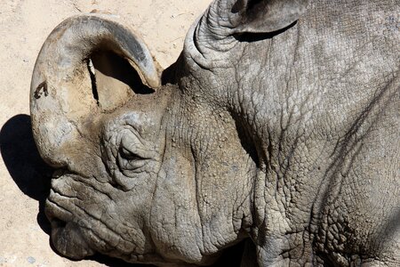 Wild africa wild animals