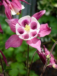 Flower spring plant