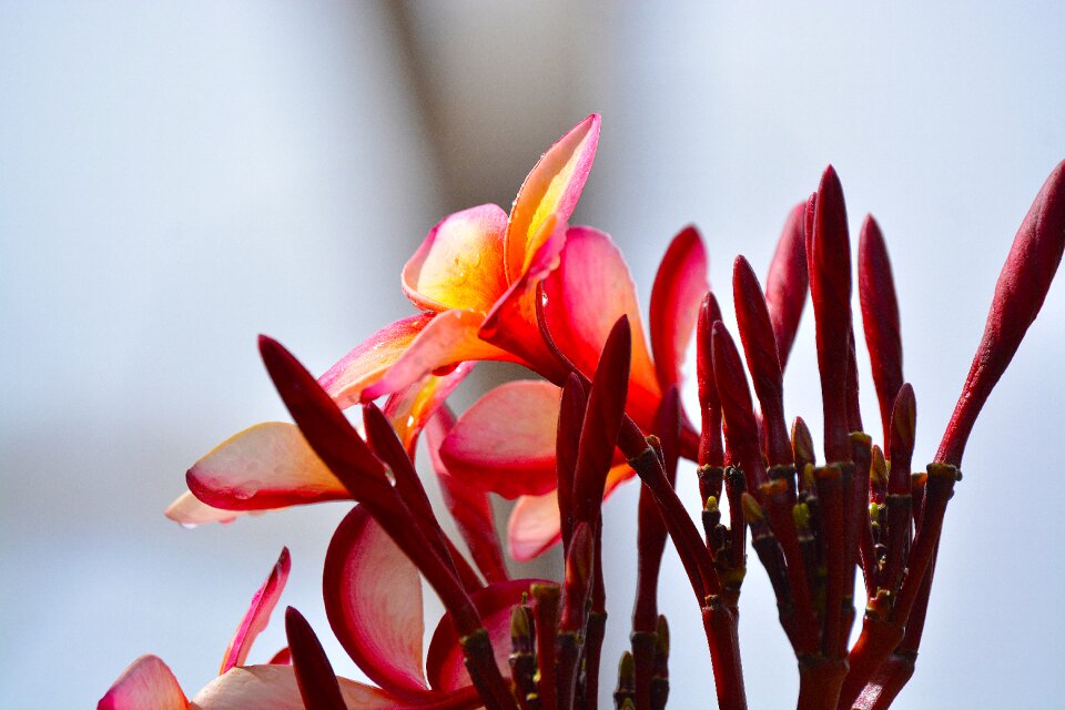 Garden red flowers
