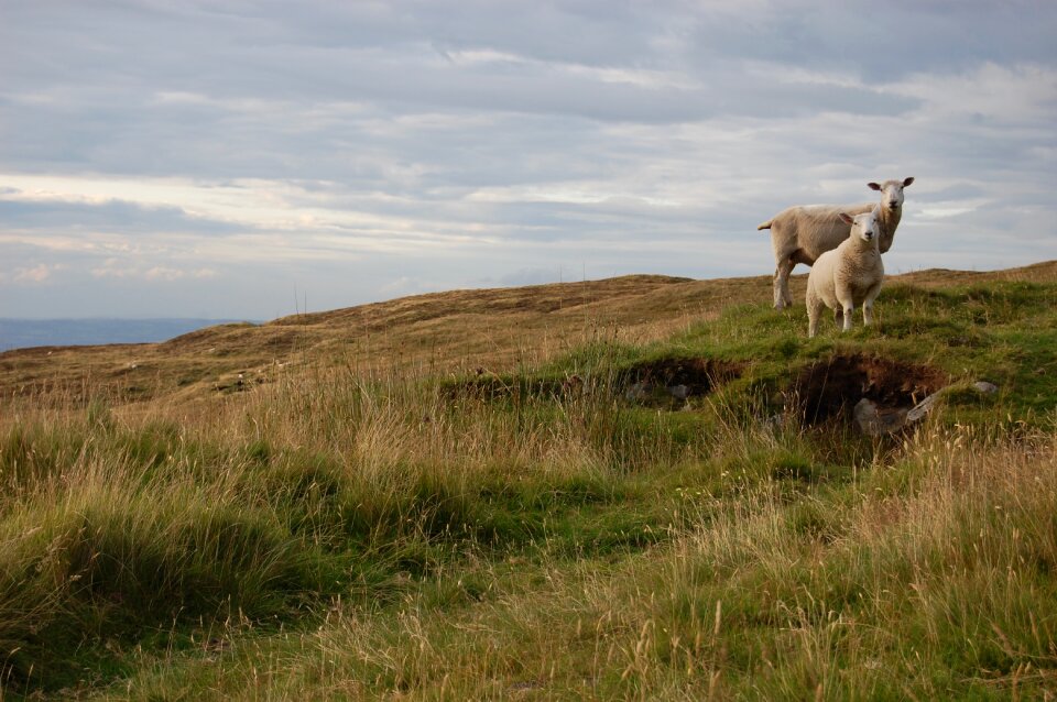 Animals agriculture pasture land photo