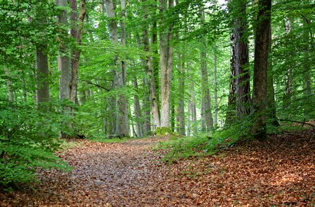 Trees forest path trail photo