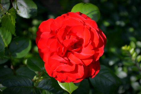 Red rose flower rose bloom