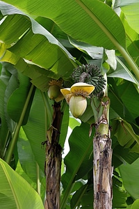 Banana baba fig exotic