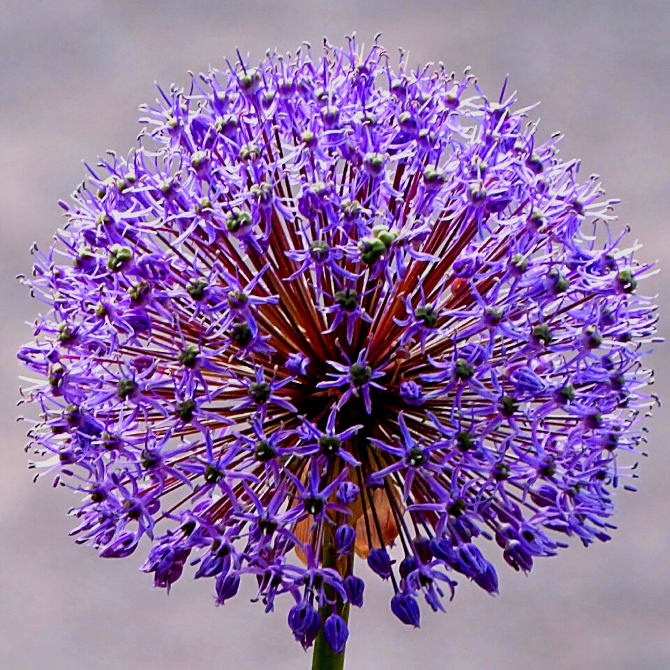 Focus public record blossom