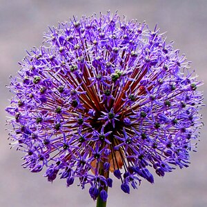 Focus public record blossom