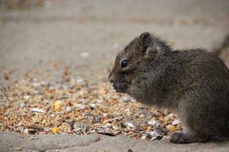 Animals cute rodent