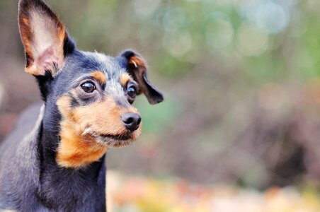 Happy outdoor canine