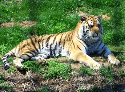 Zoo animals captive