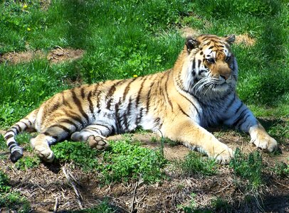 Zoo animals captive photo