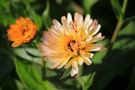 Green orange flower summer photo