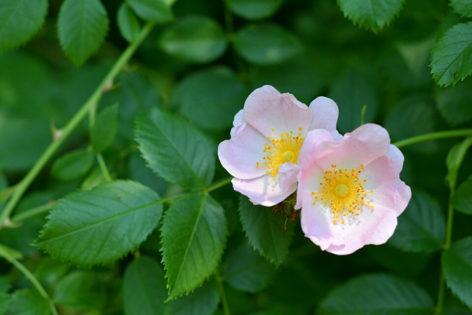 Flowering the petals wild rose