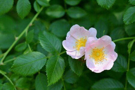 Flowering the petals wild rose photo