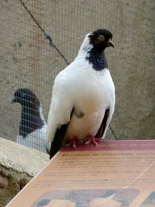 Breed of pigeons priorat montsant photo