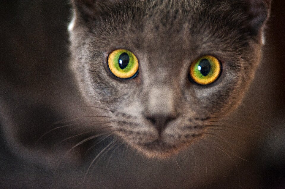 Portrait whiskers grey