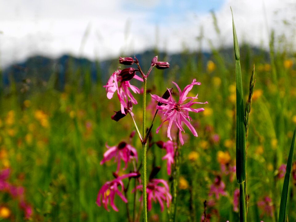 Blossom bloom meadow