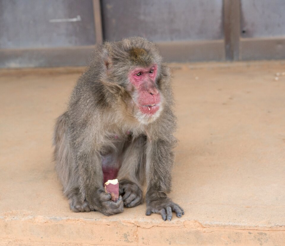 Monkey eating kyoto
