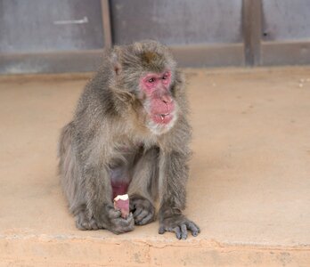 Monkey eating kyoto photo