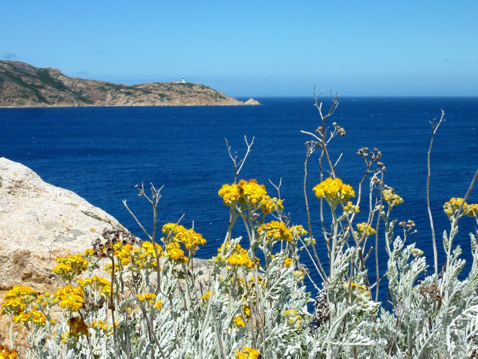 Sea yellow flower drywall