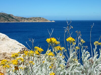 Sea yellow flower drywall