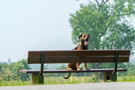 Rest bench nature photo