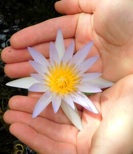 Water lily and hands flower photo
