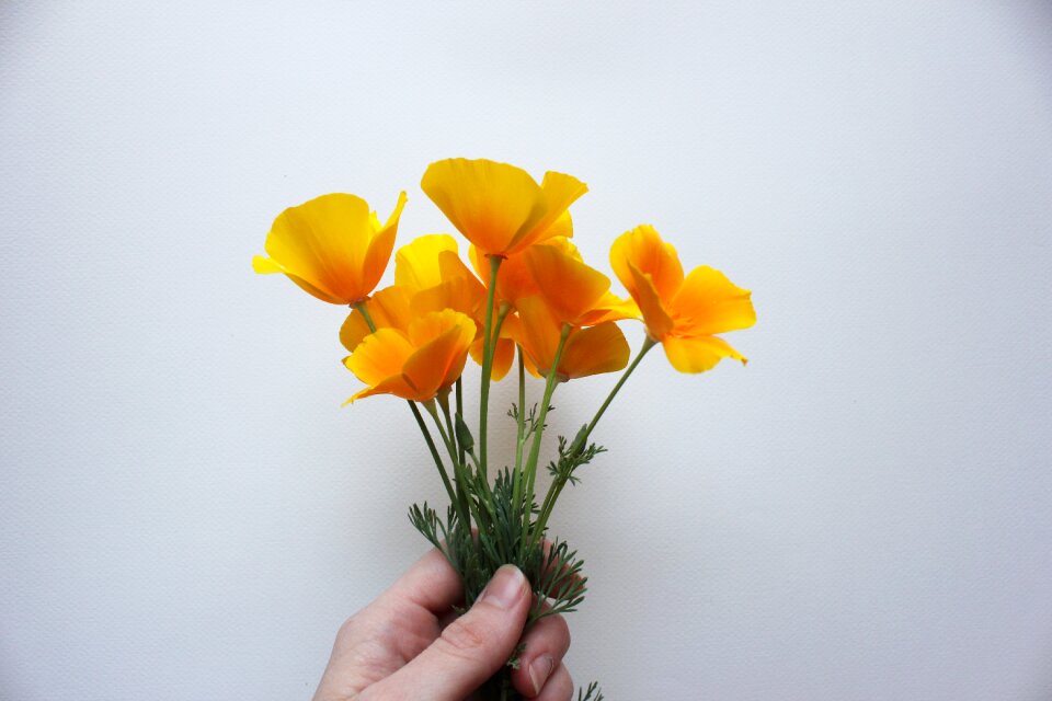 Orange usa natural