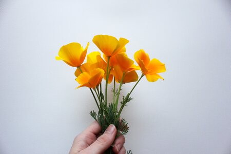 Orange usa natural