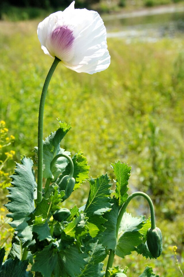 Flowering field the economic