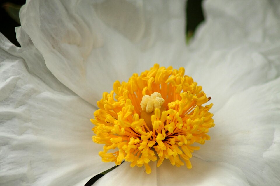 Botanical flora spring