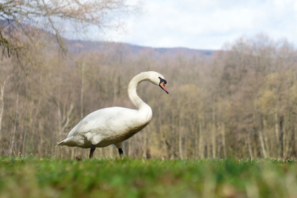 Water bird wildlife animal