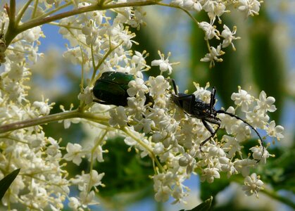 Beetle the beetles brouček photo