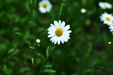 Bloom blossom petal