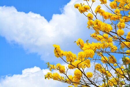 Nature flowers clouds
