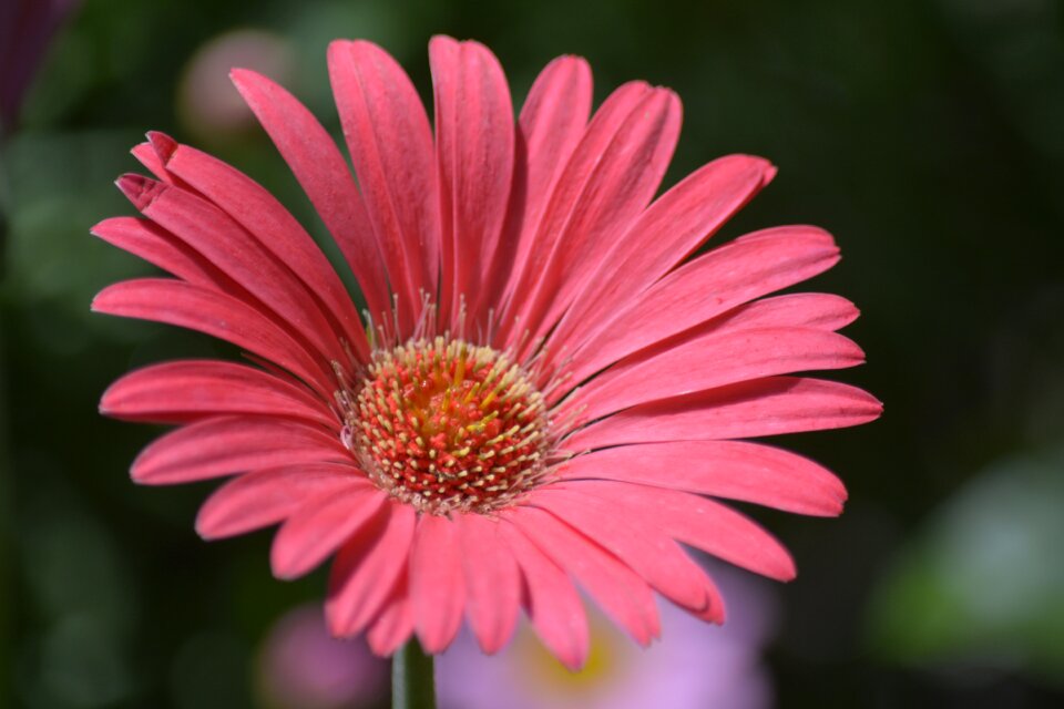 Pink daisy garden floral