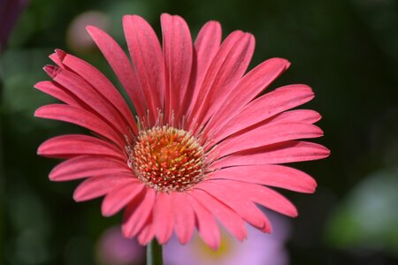 Pink daisy garden floral photo