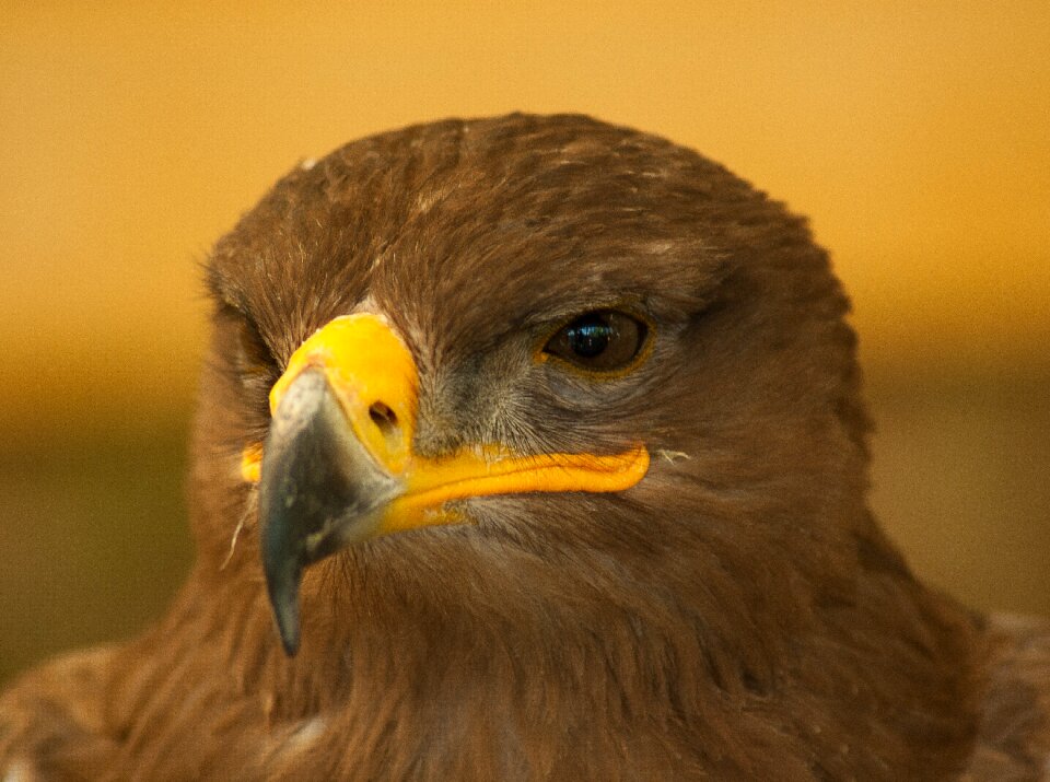 Steppe raptor beak photo