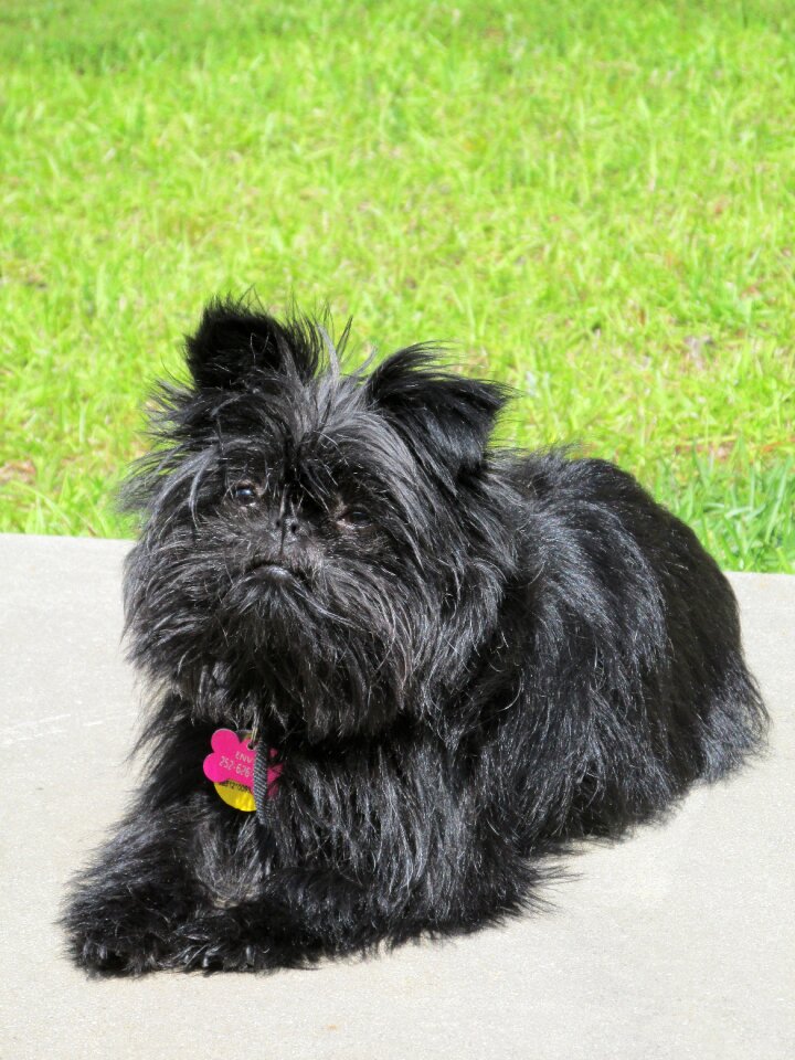 Breed monkey terrier