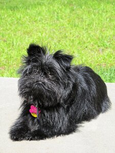 Breed monkey terrier