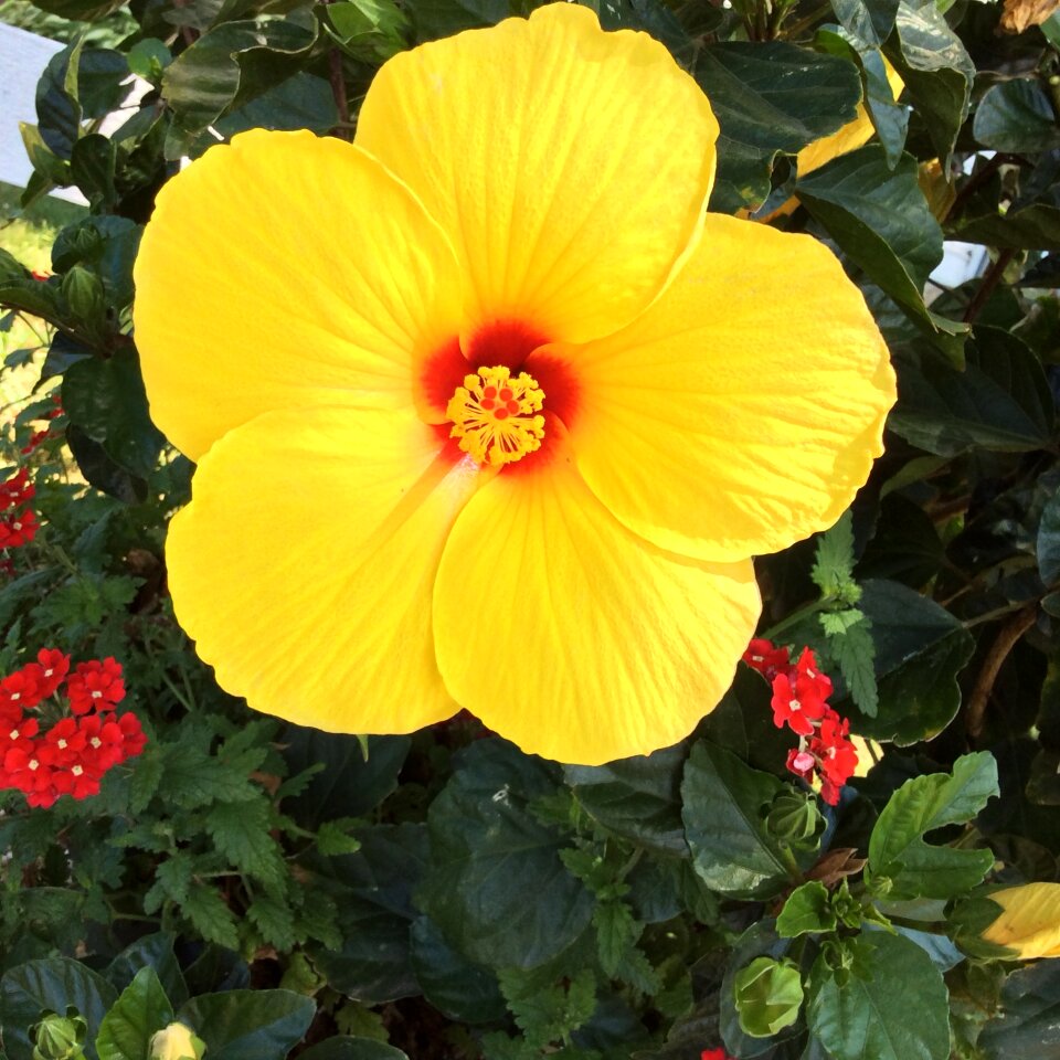 Bloom nature plant