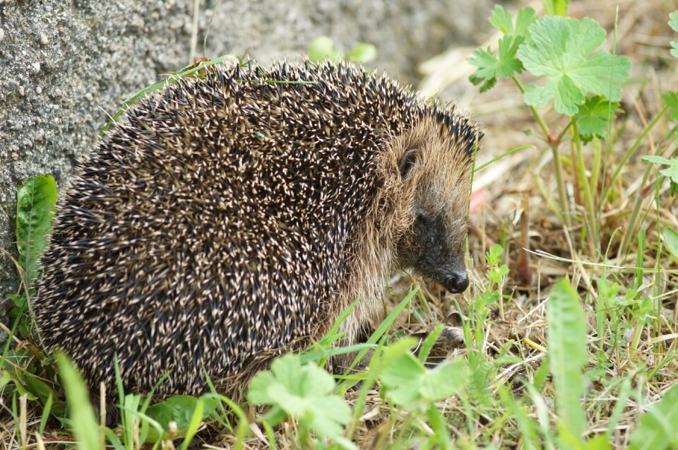 Animals nature animal
