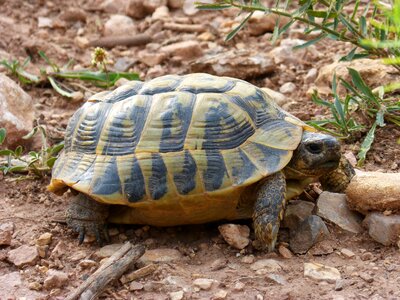 Land turtle priorat montsant