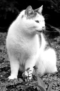 Pet sweet portrait