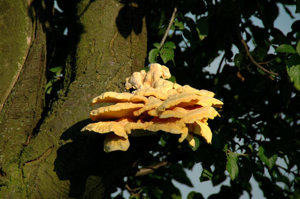 Tree fungus tree nature