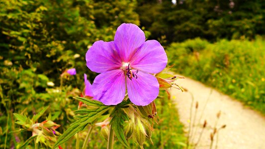 Bloom blossom spring