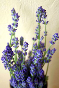 Nature violet romanticism