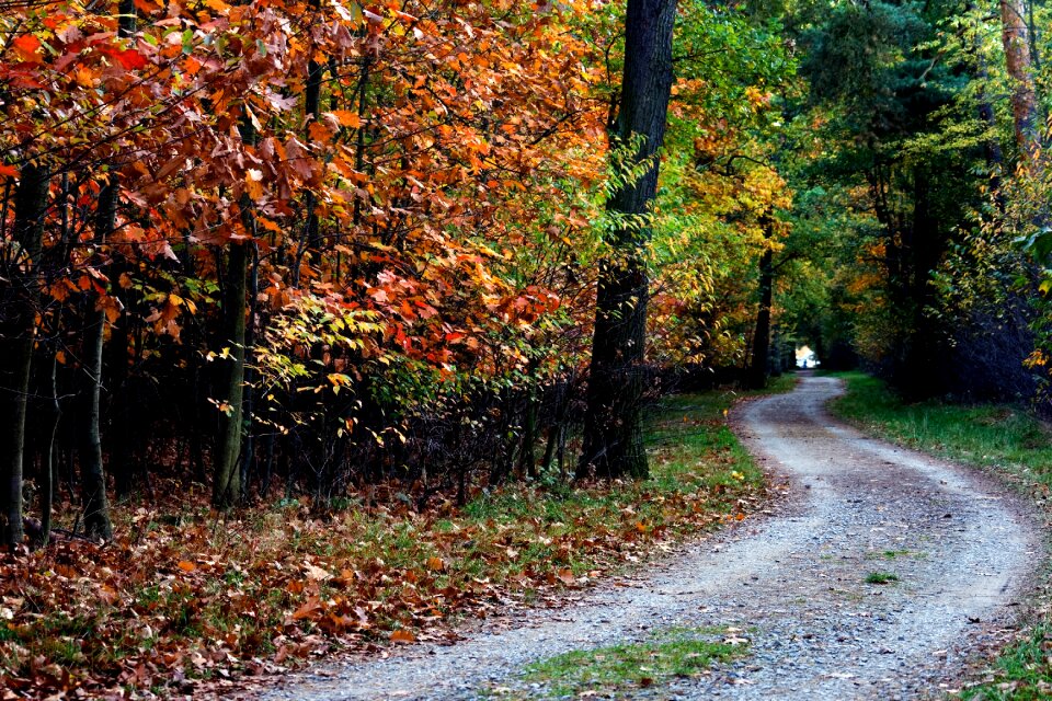 Forest autumn mood leaves