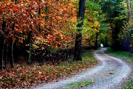 Forest autumn mood leaves photo