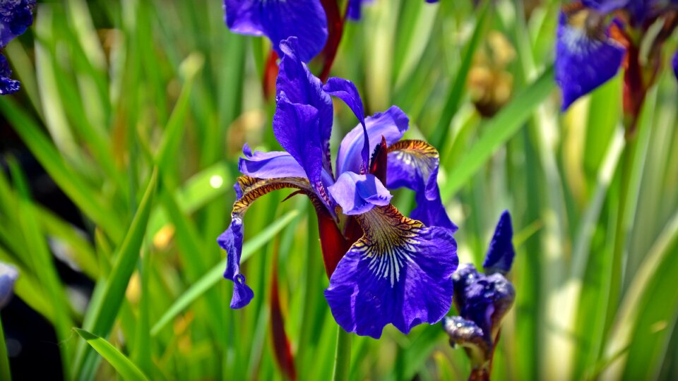 Blue flower nature photo